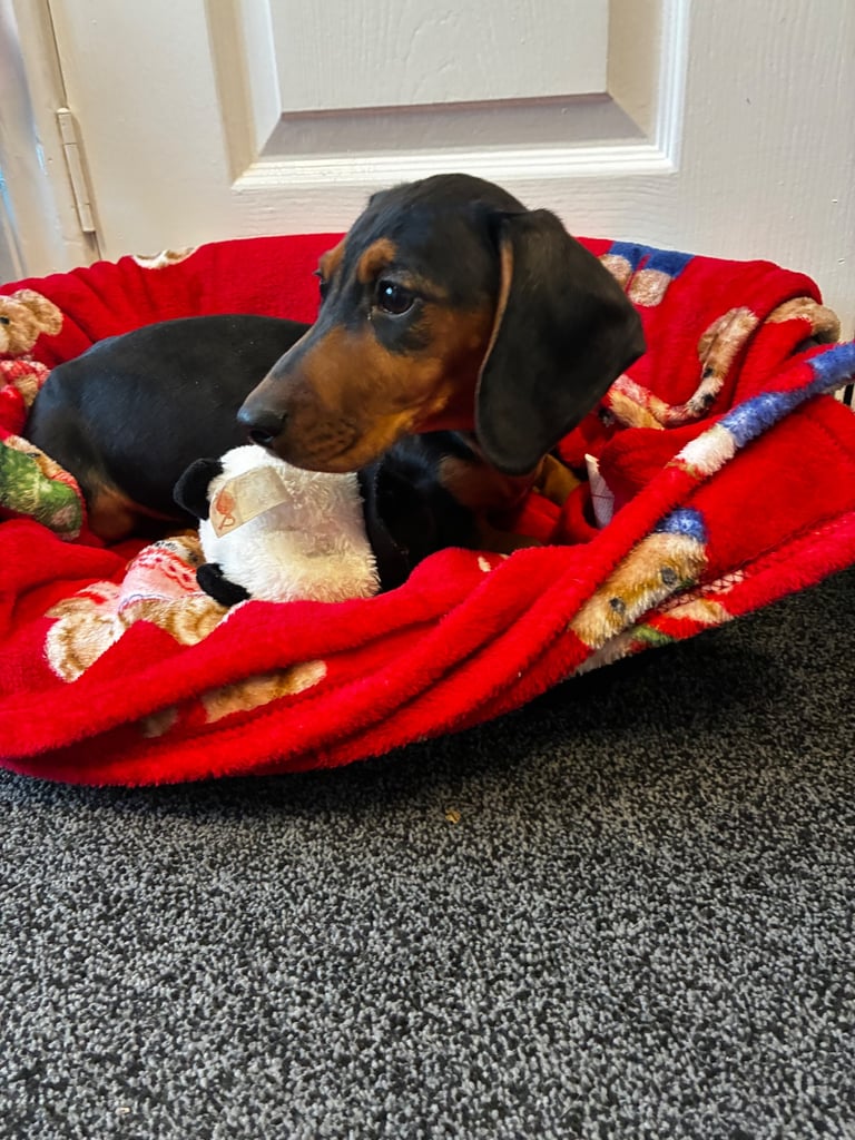 Dachshund puppies