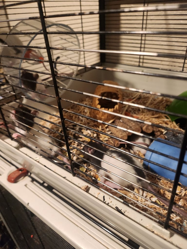 3 girls left Topeard&dumbos on way soon