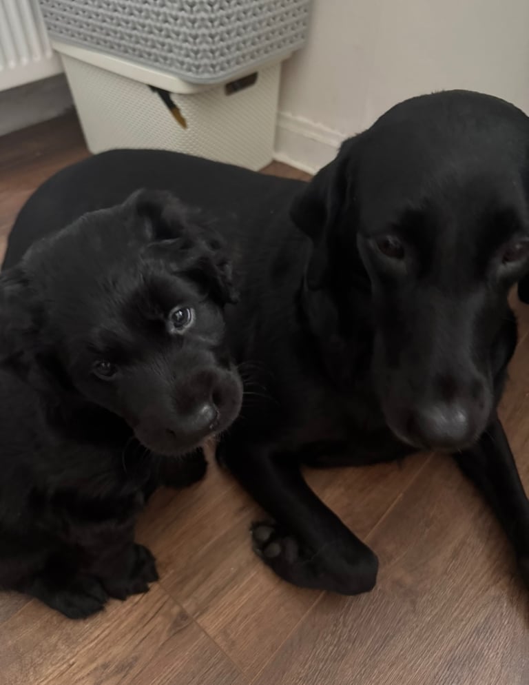 🐾 Adorable Labrador x Collie Puppy Looking for His Forever Home! 🐾
