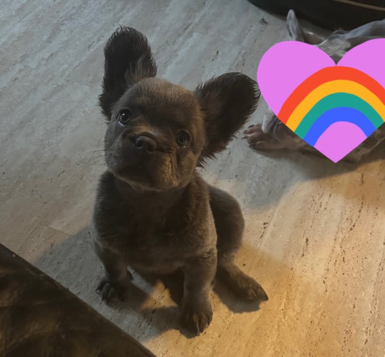 Fluffy French Bulldogs Merle testable 