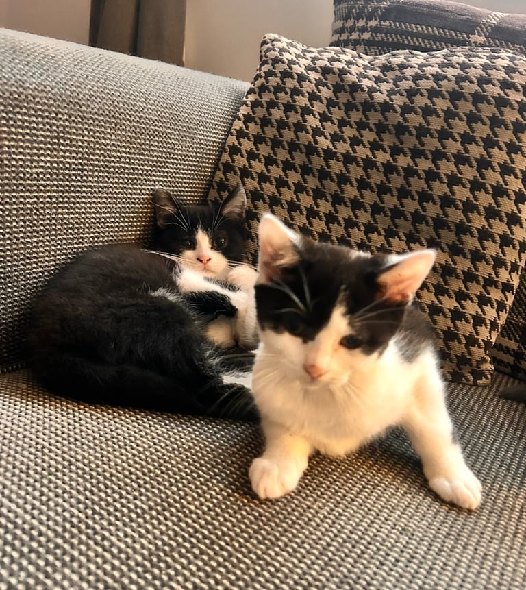 British short haired cross kittens 