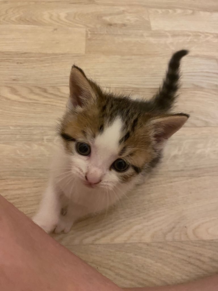 Playful gorgeous boy kitten