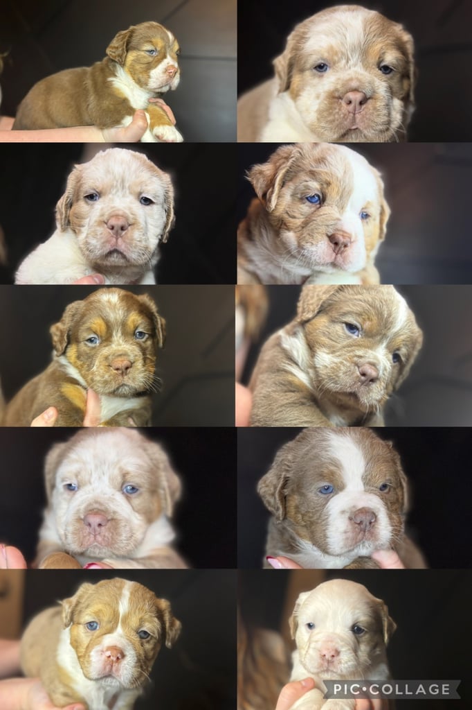image for Stunning olde English bulldogs 