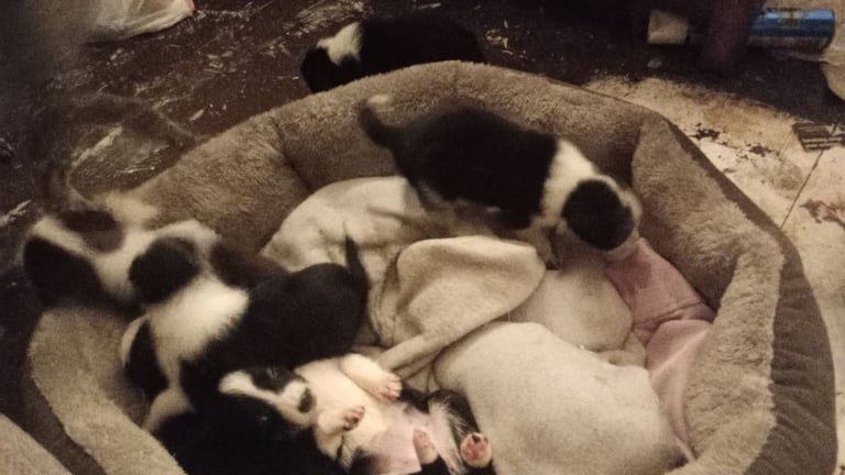 Collie puppies for sale 