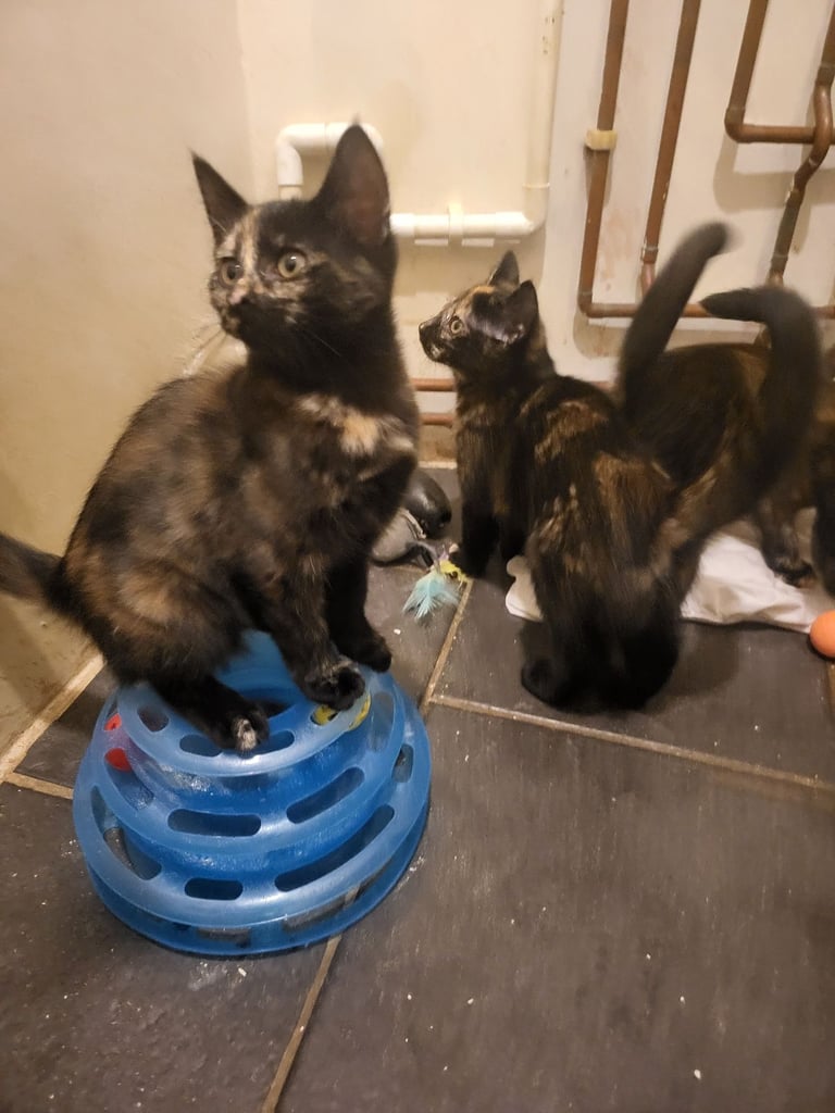 Girls tortoiseshell 