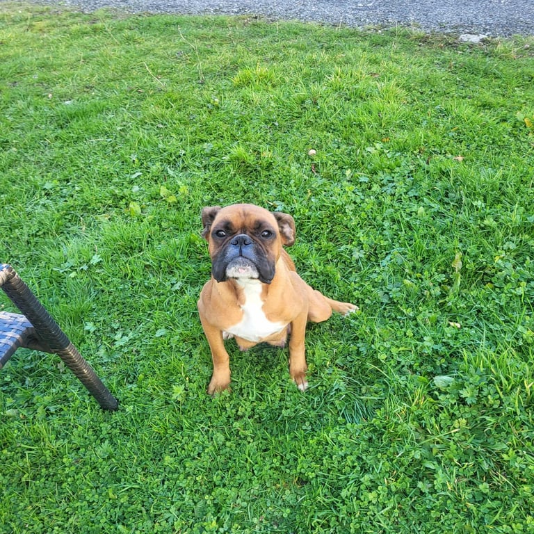 Boxer puppies kc reg
