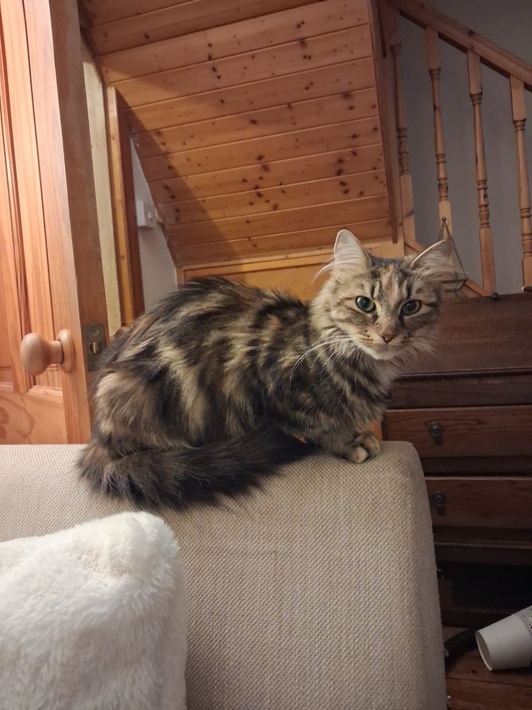 Beautiful kittens for sale 