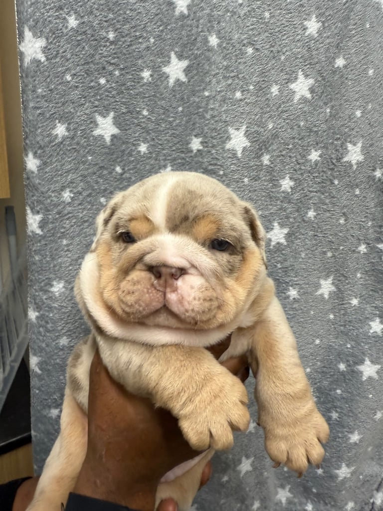 image for Beautiful Lilac Tri English bulldogs 