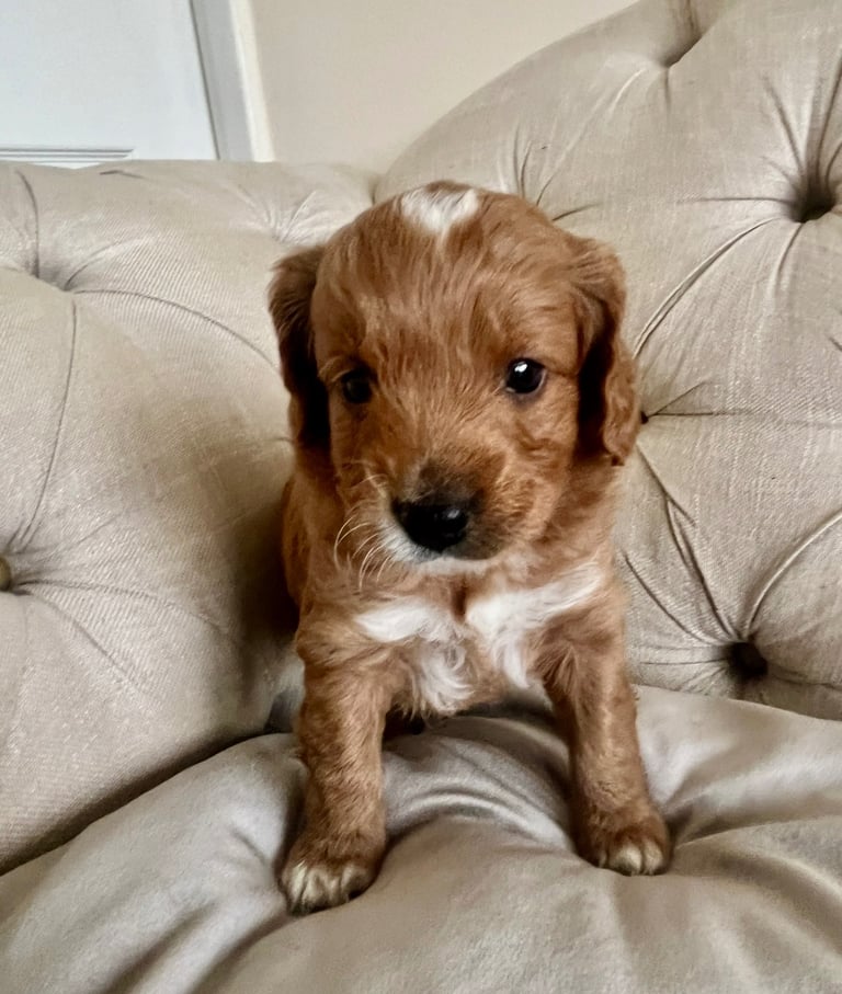 Beautiful Cavapoochon Puppies