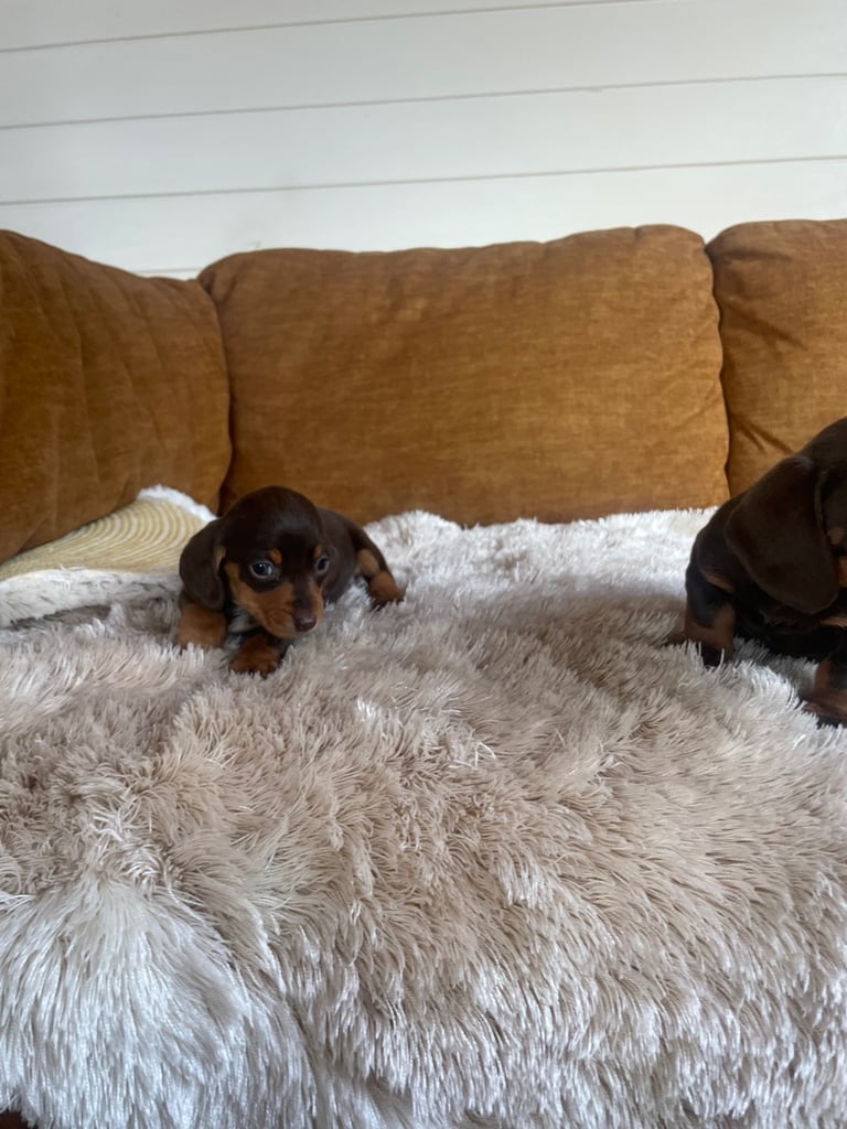 Miniature dachshund puppy 
