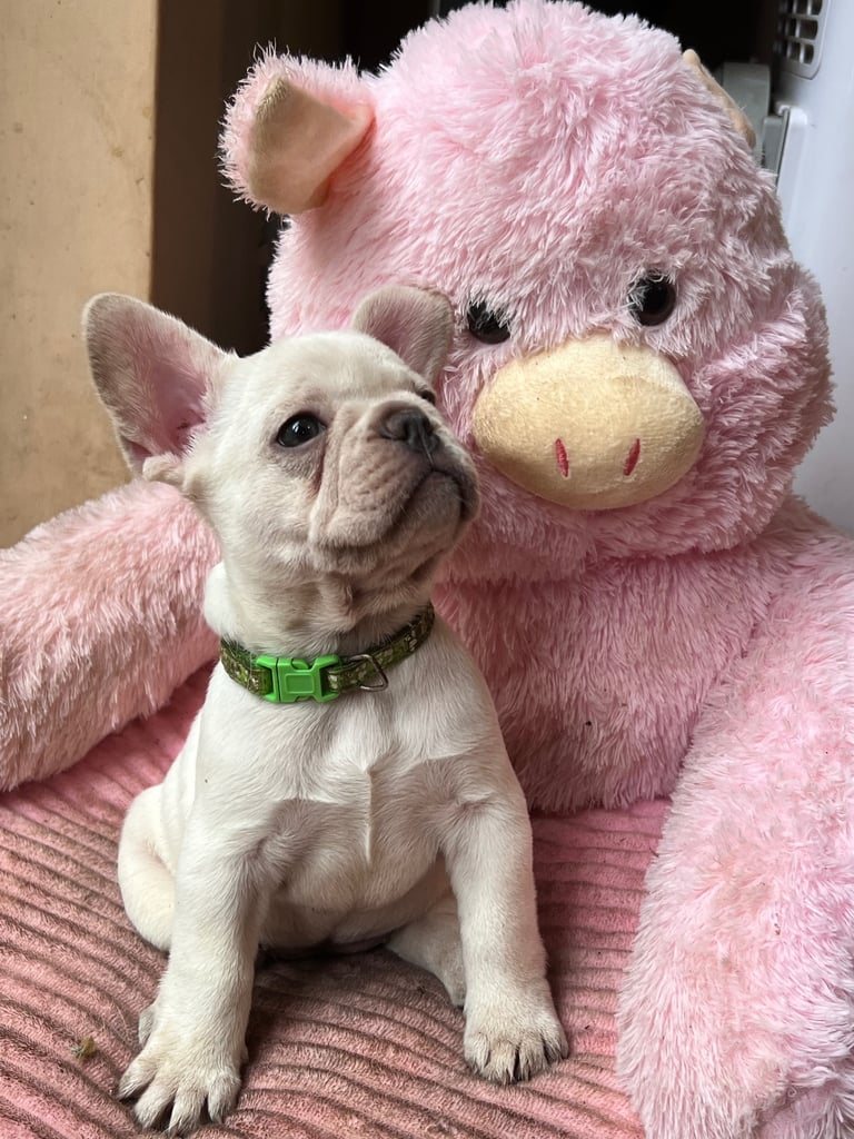 French Bulldog Puppies