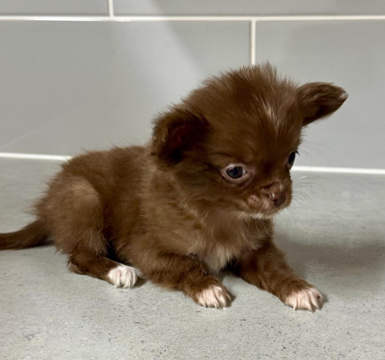  2 tiny female chihuahuas 