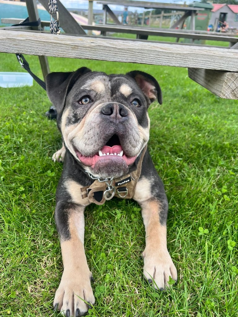 Olde English Bulldogge