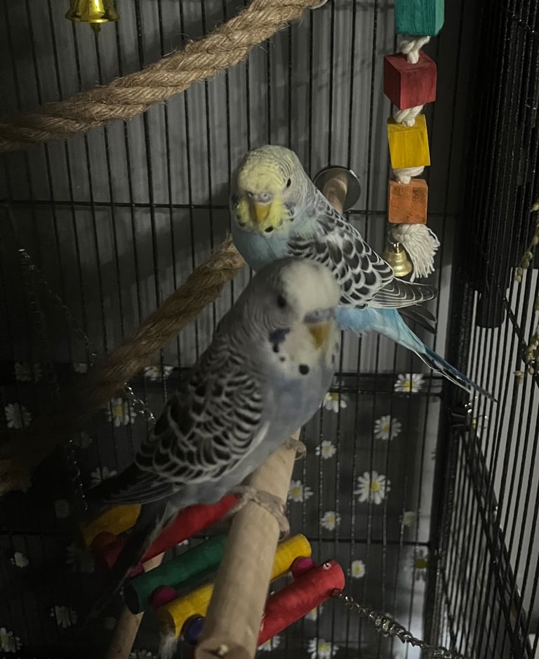 image for 2 male hand reared budgies with full set up