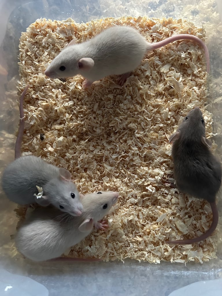 image for Baby rats for sale 