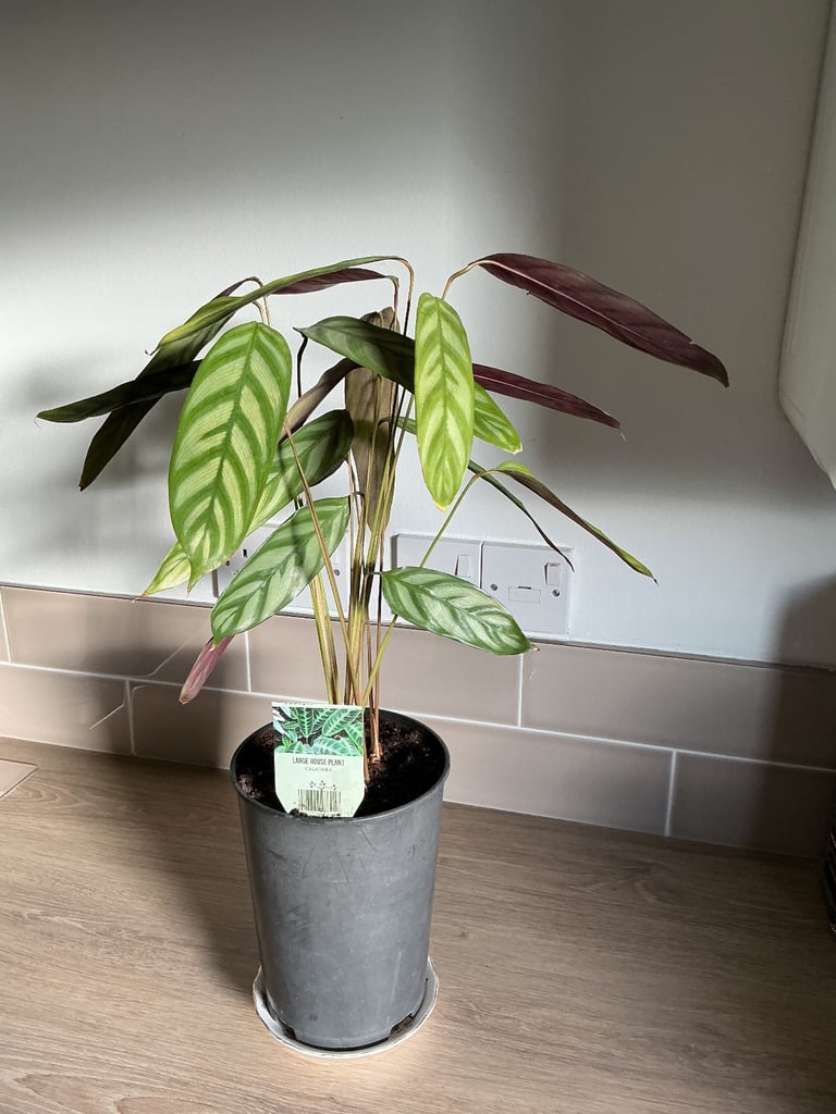 image for Calathea House Plant