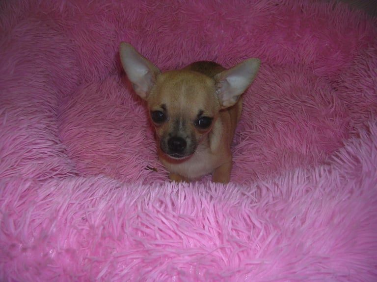 Full Breed Chihuahua puppies 2 boys available