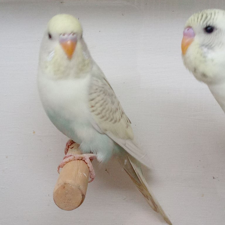 Nice young budgies for sale 