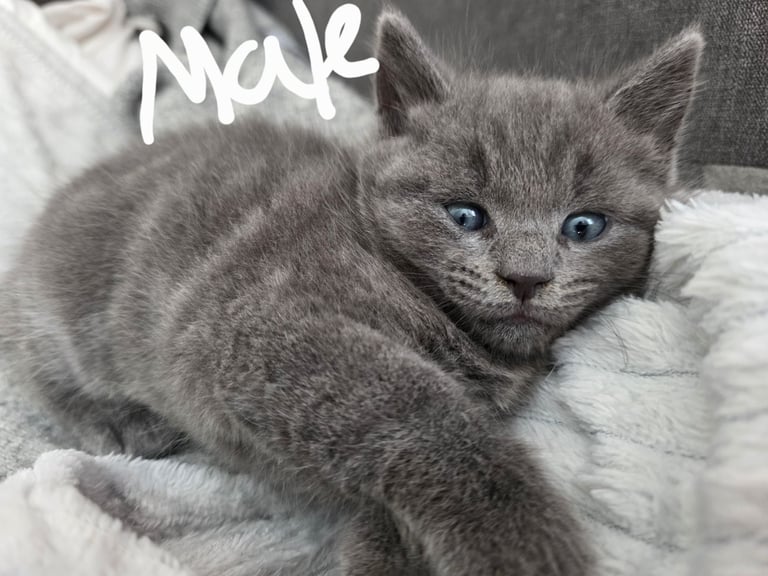 Vet health checked British shorthair kittens for sale 2Males