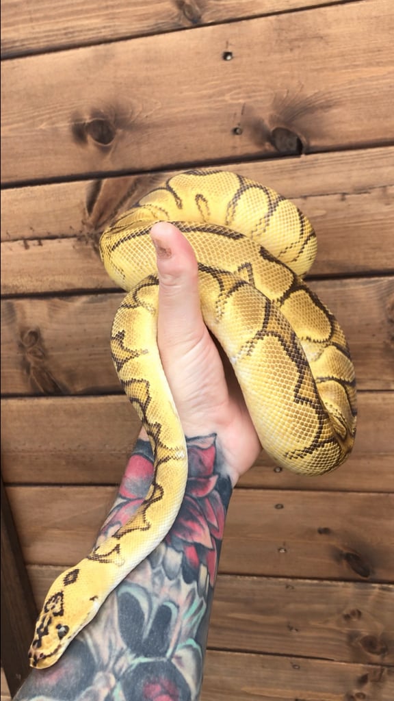 Ball python/ royal pythons 