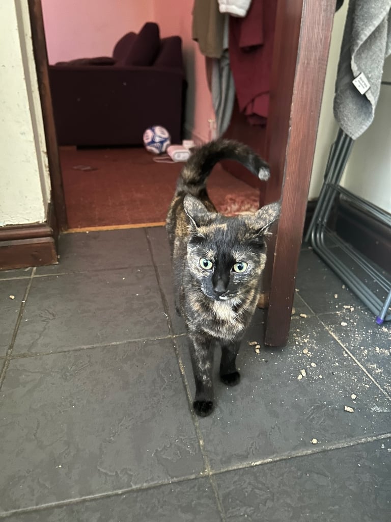 Female Domestic short haired tabby cat