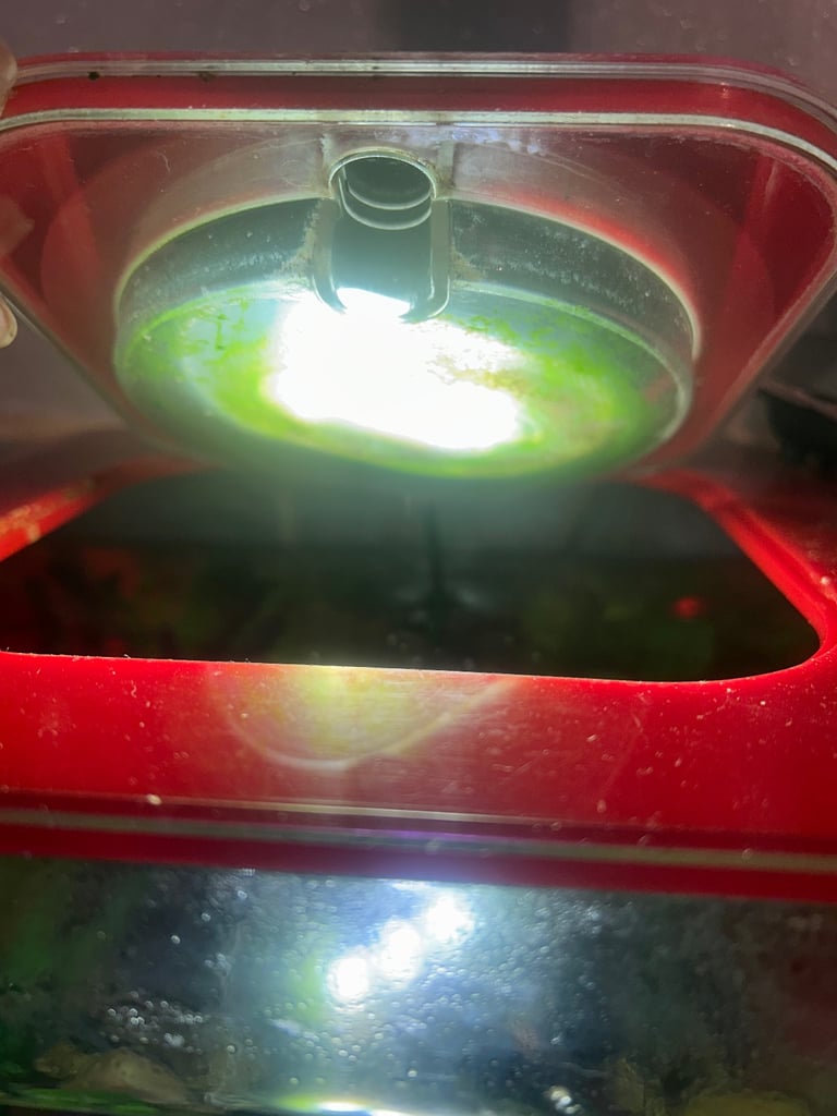 Biorb fish tank 30 litre with tetra fish 