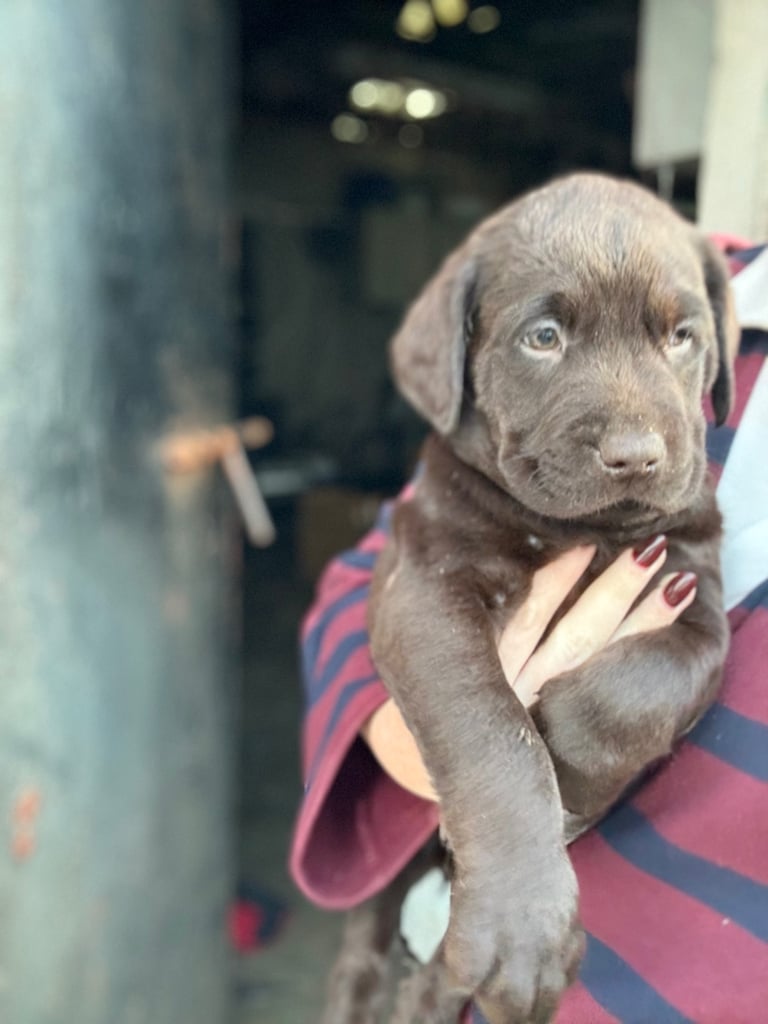 Gorgeous Chocolate Labrador Puppies