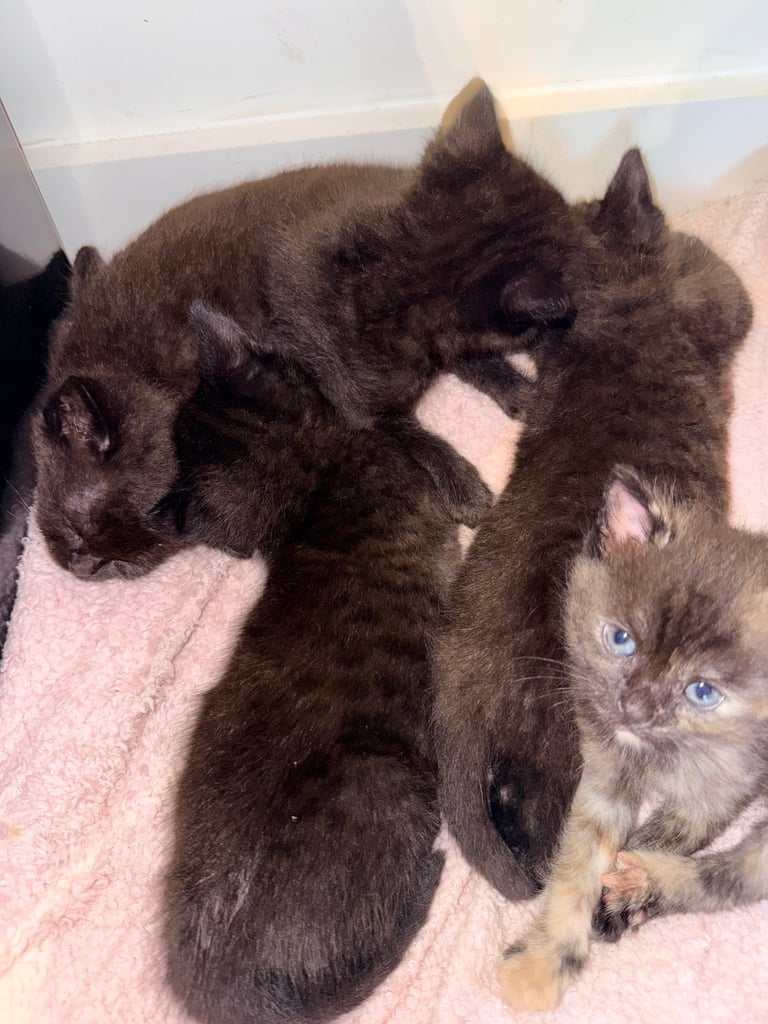  kittens looking for their new and forever homes