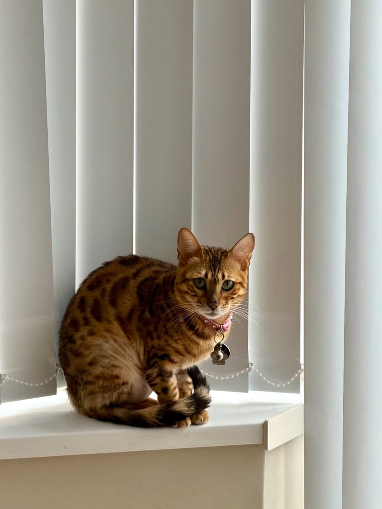 Bengal female cat