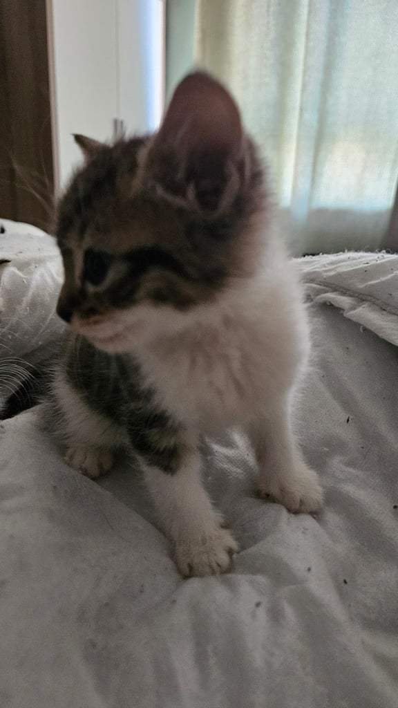 Kittens for sale 150
