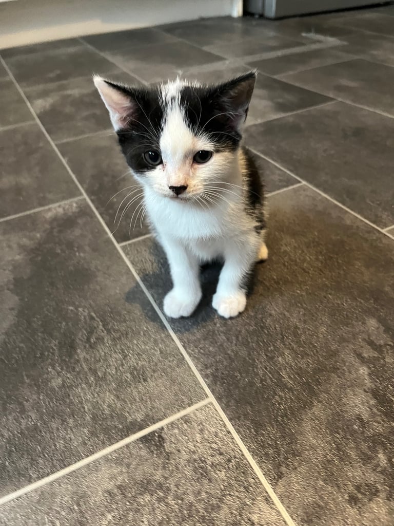 Kitten