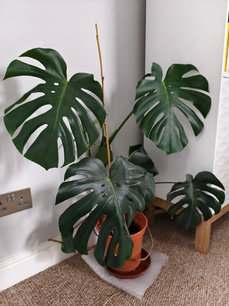 Big Swiss Cheese Plant (Monstera Deliciosa) for sale!