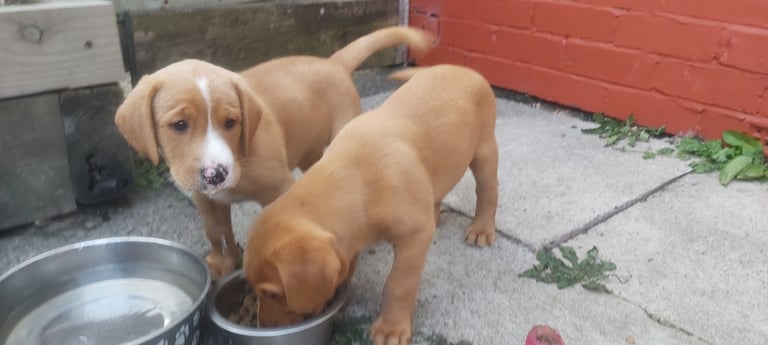 male fox red labrador  pup