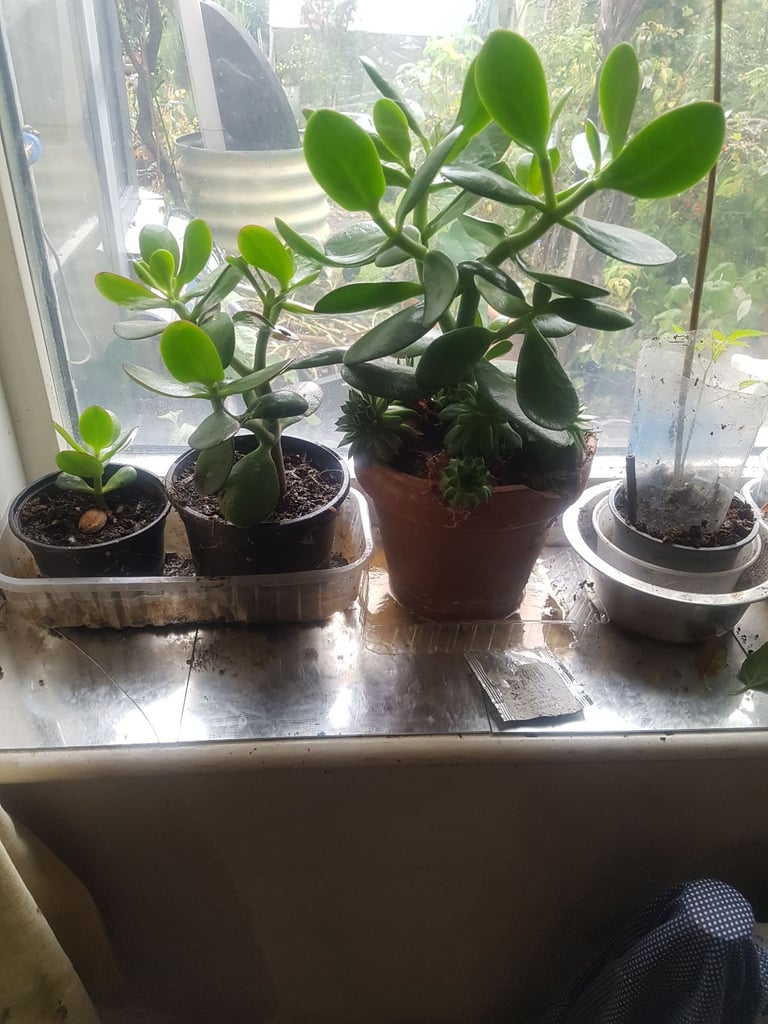 image for Money Tree / Jade Tree / Friendship plants in 5 inch pot