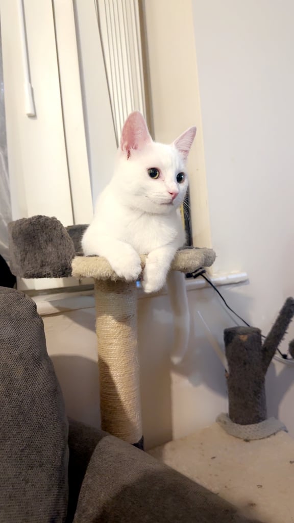 image for Adorable Half British Shorthair x Half Turkish Cat Looking for a Loving Home