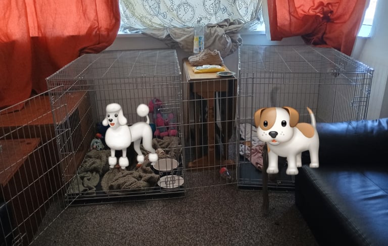 2 extra large dog crates
