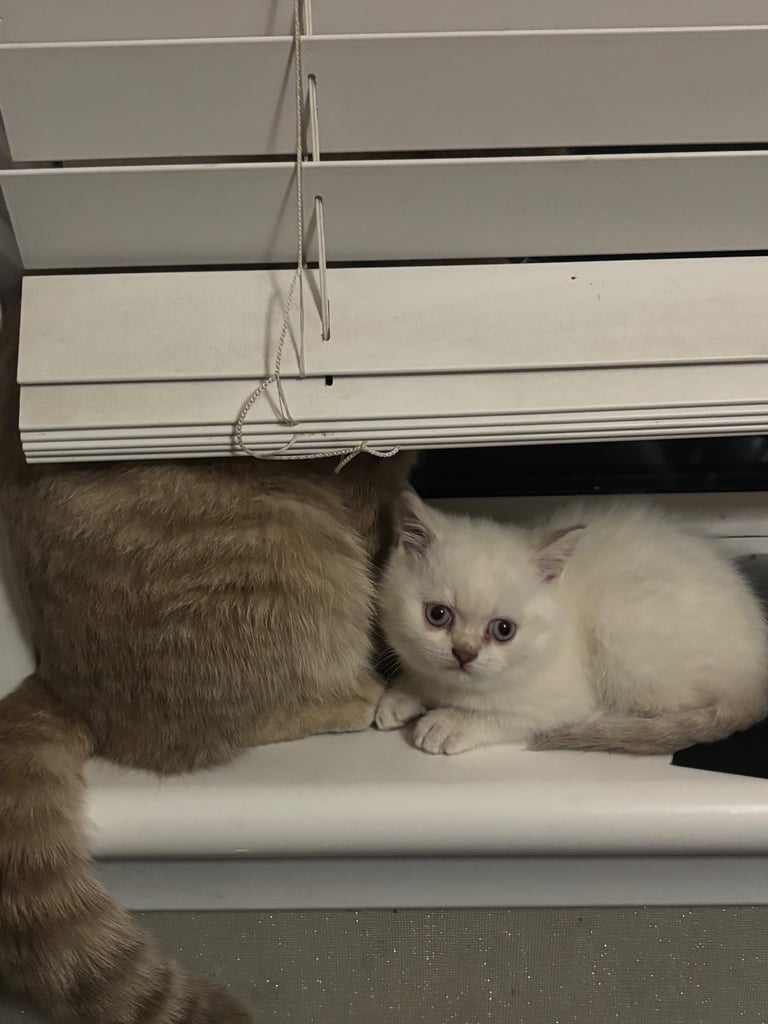 British shorthair kitten (girl)