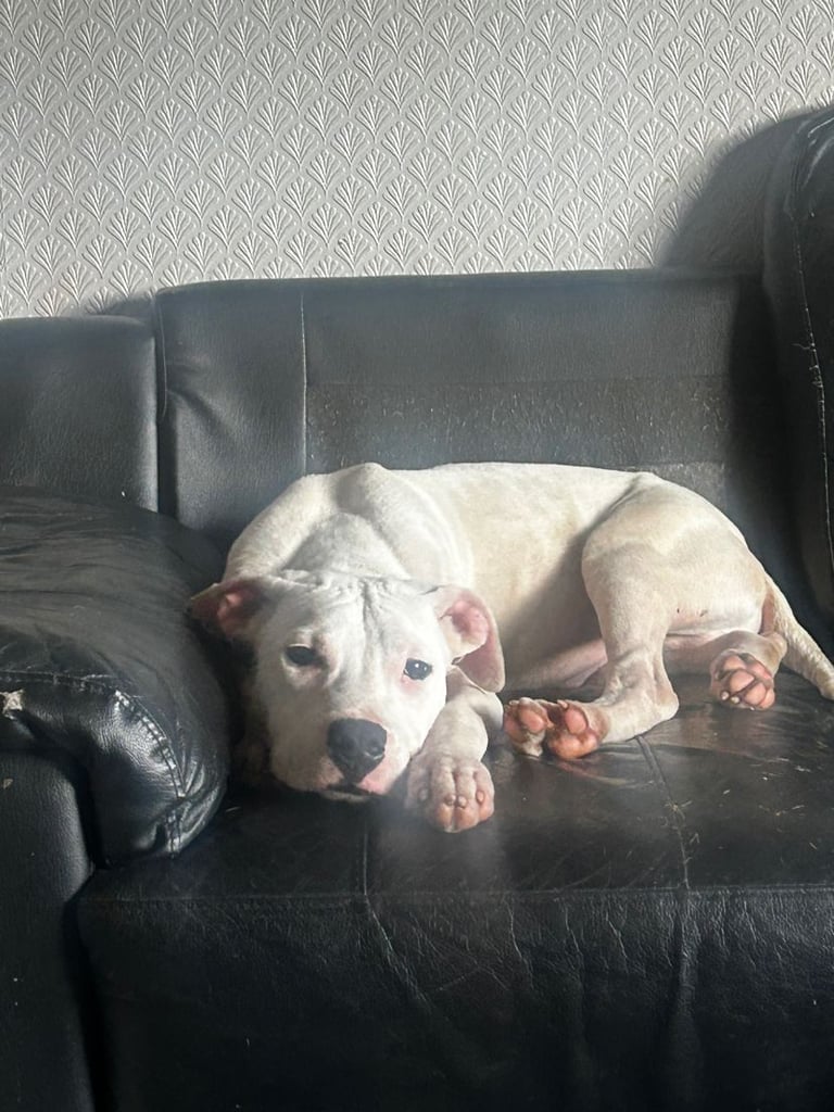 American bulldog puppy 5 month old