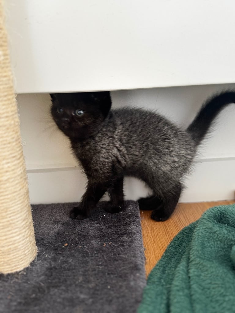 Kittens 