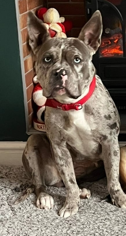 image for  💛Stunning mixed bully breed Looking for Her Forever Home 💛