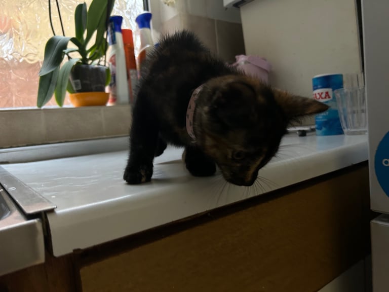 We have a beautiful, energetic black and red kitten.