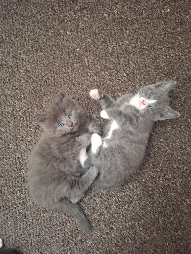 British short hair  x Russian blue 