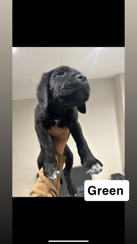 Cane corso puppies