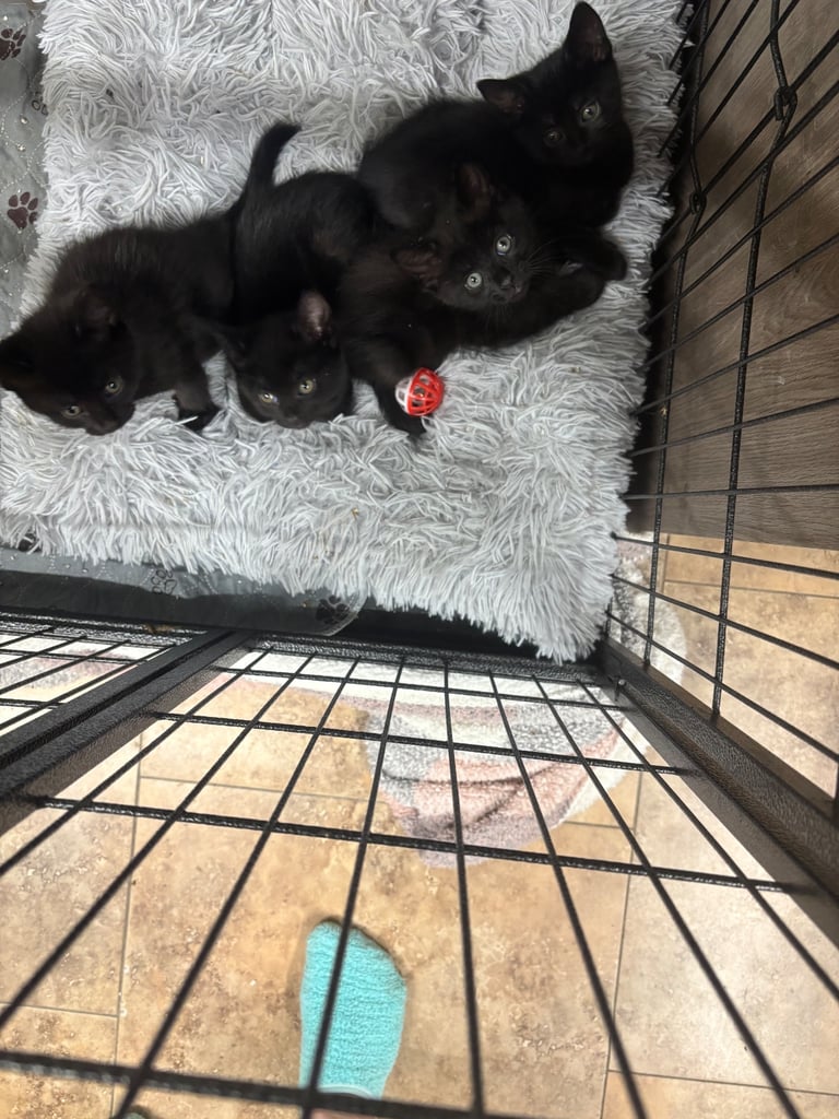 Kittens ready to go now