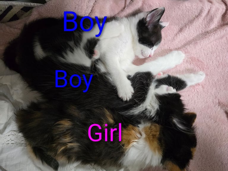 3xAdorable 9-Week-Old Kittens for Sale