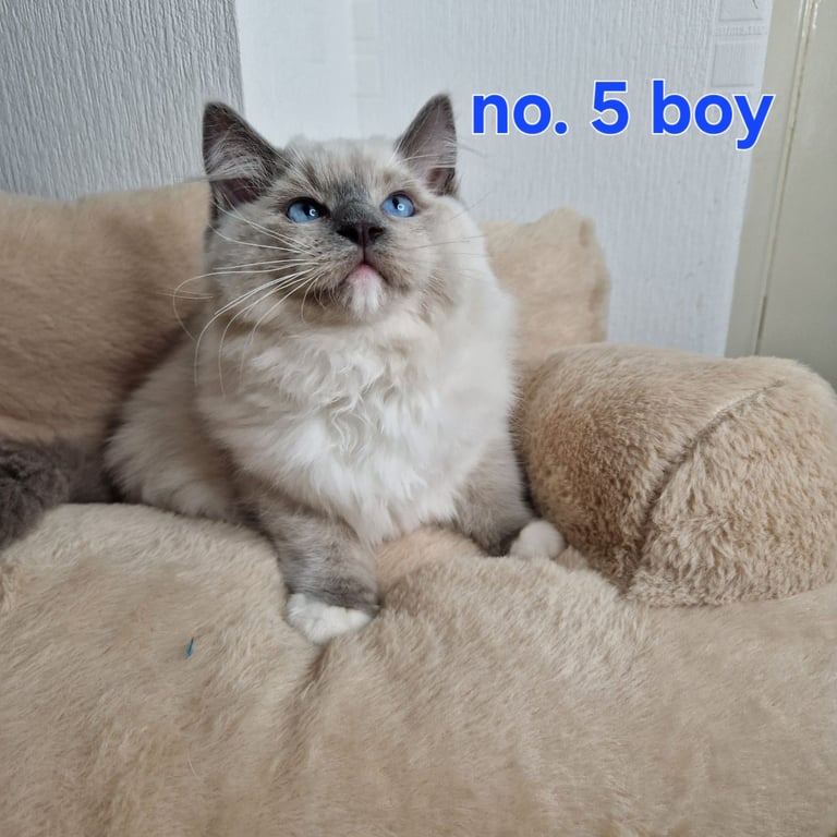Ragdoll kittens