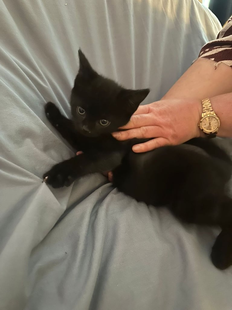 8 beautiful shorthair kittens
