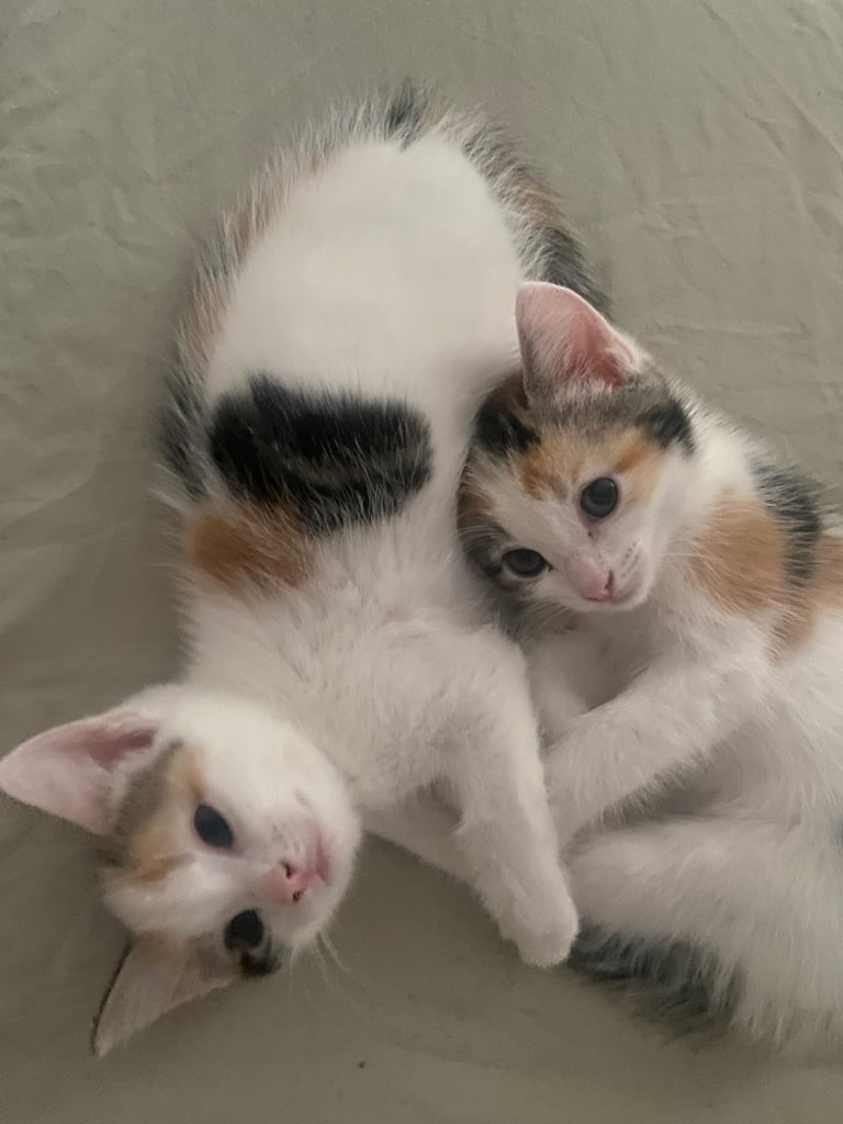 adorable kittens for sale 