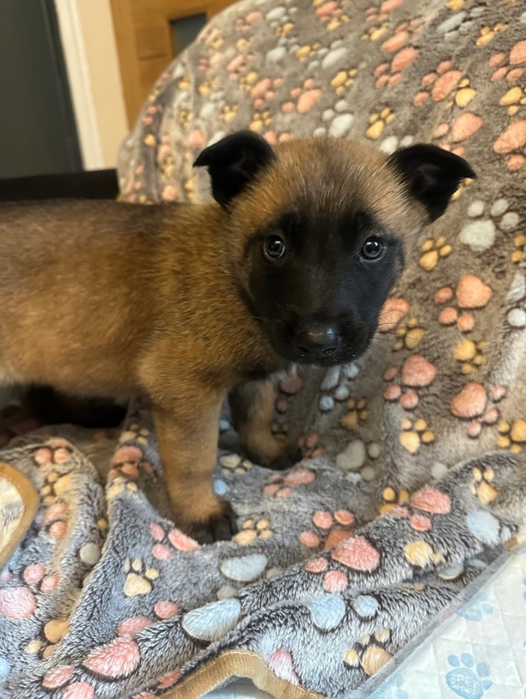 🚨 Exceptional Belgian Malinois Puppies! 🚨