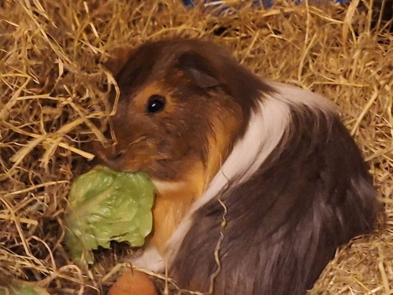 image for 5 Male bonded Guinea Pigs 